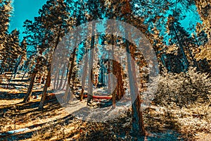 Forest of ancient sequoias in Yosemeti National Park photo