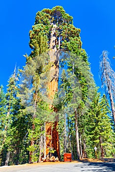 Forest of ancient sequoias in Yosemeti National Park photo