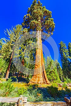 Forest of ancient sequoias in Yosemeti National Park photo