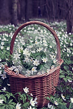 Forest anemones in a wicker basket in a clearing.