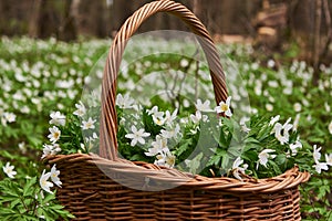 Forest anemones in a wicker basket in a clearing.