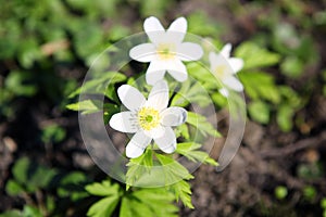 forest anemony on a glade in the wood.