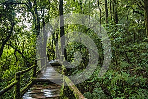 Forest At Ang Ka Nature Trail In Doi Inthanon