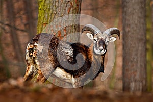 Forest animal in the habitat. Mouflon, Ovis orientalis, forest horned animal in the nature habitat, portrait of mammal with big ho