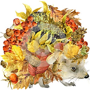 Forest animal hedgehog, Autumn nature colorful leaves background , fruit, berries, mushrooms, yellow leaves, rose hips on black ba