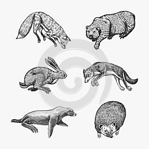 Forest animals. Bear Grizzly, Wolf and red Fox, Hare and Hedgehog and Seal. Jumping beasts. Vector Engraved hand drawn