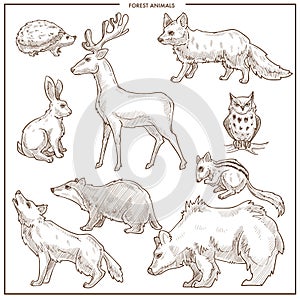 Forest animals and birds vector sketch