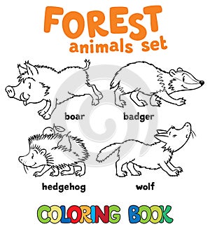 Forest animals coloring book