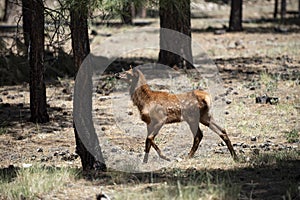 Forest animals. Deer Fawn, Bambi, capreolus. White-tailed young roedeer. Beautiful wildlife.
