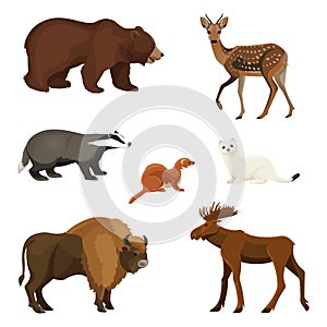 Forest animals with fluffy fur, predators and herbivorous set