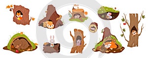 Forest animals inside holes and burrows. Tree burrow and hole in earth. Bear hibernation, mouse, red fox and owl. Deer