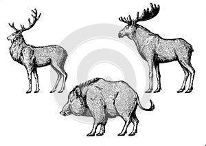 Forest animals. Moose, elk, boar, hog, pig, aper.