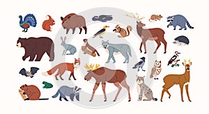 Forest animals set. Woodland fauna, bear, fox, badger, hare and boar. Wildlife mammals, elk, beaver, wild birds, lynx