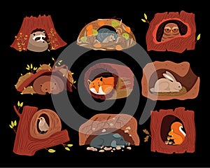 Forest Animals In Tree Hollows Background