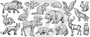 Forest animals, vector sketch. Woodland collection of vintage style illustrations.
