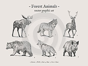 Forest animals vintage illustration set