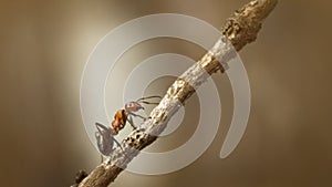 Forest ant closeup