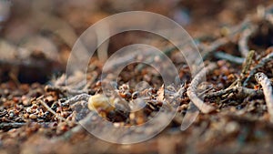 Forest ant inscets searching for food in autumn season macro view woodland. photo