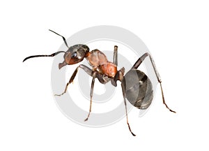 Forest ant left side