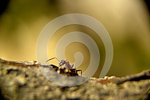 forest ant on a tree  bark
