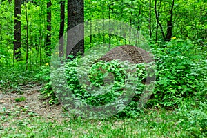 Forest anthill with ants macro shooting