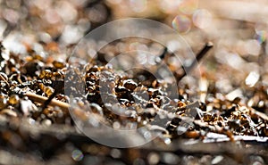 Forest anthill and working ants