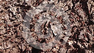 Forest ants crawling on the trunk of an old tree