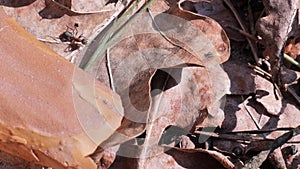 Forest ants family on leaves