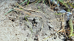 Forest ants moving to another place. Lot insects. Sand background. Slow motion