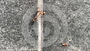 Forest ants pull the larva of a caterpillar, close-up. The ant lifts a lot of weight.