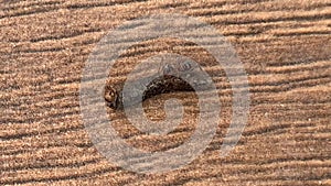 Forest ants pull the larva of a caterpillar, close-up. The ant lifts a lot of weight.