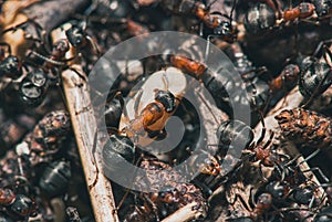 Forest ants team carry out their work in an anthill. A perfect example of teamwork. Ants drag an egg. Selective focus