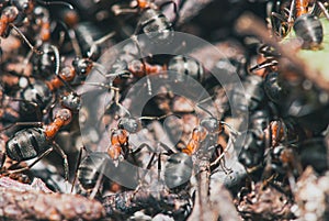 Forest ants team carry out their work in an anthill. A perfect example of teamwork. Selective focus macro shot with