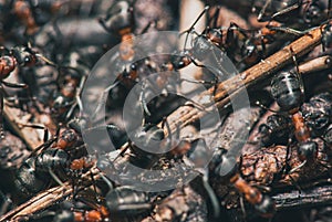 Forest ants team carry out their work in an anthill. A perfect example of teamwork. Selective focus macro shot with
