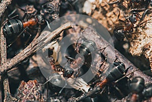 Forest ants team carry out their work in an anthill. A perfect example of teamwork. Selective focus macro shot with