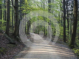 Forest aphalt road in green beach tree forest, vibrant spring green, copy space