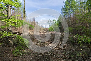 Forest area cleared after bark beetle infestation and drought