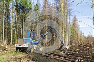 Forest area cleared after bark beetle infestation and drought