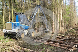 Forest area cleared after bark beetle infestation and drought