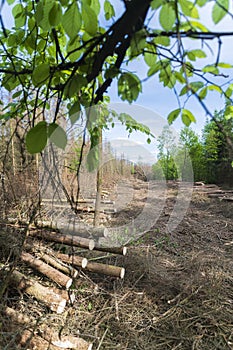 Forest area cleared after bark beetle infestation and drought