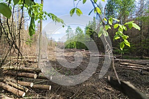 Forest area cleared after bark beetle infestation and drought