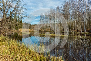 Forest area flooded by beavers