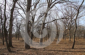 A Forest of Bare Trees in Autumn