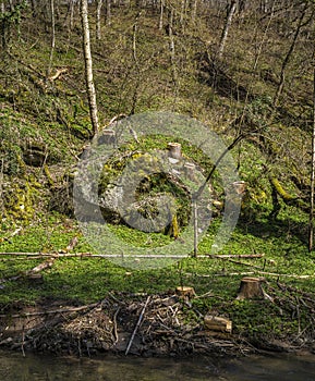 Forest Area near Lauterach, Swabian Alb, Germany