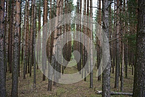 The forest area. Pine forest. Smooth, slender alleys of coniferous trees. Green grass