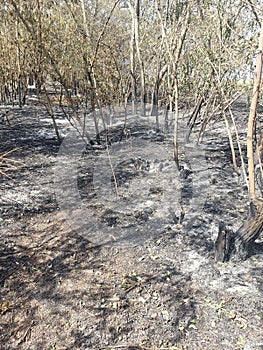 A forest belt after a fire