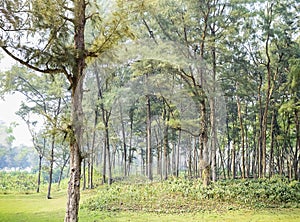 Forest area of thuja tree at the sea beach on the sand in the mo