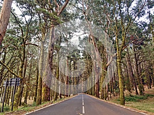 Forest area on the way to Teide National Park on the island of Tenerife