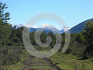 Forest in the argentinian Andes