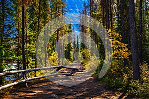 Forest around Athabasca Falls in Jasper National park, Canada